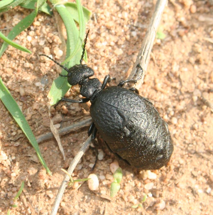 A proposito di meloidae. Meloe autumnalis e M. mediterraneus